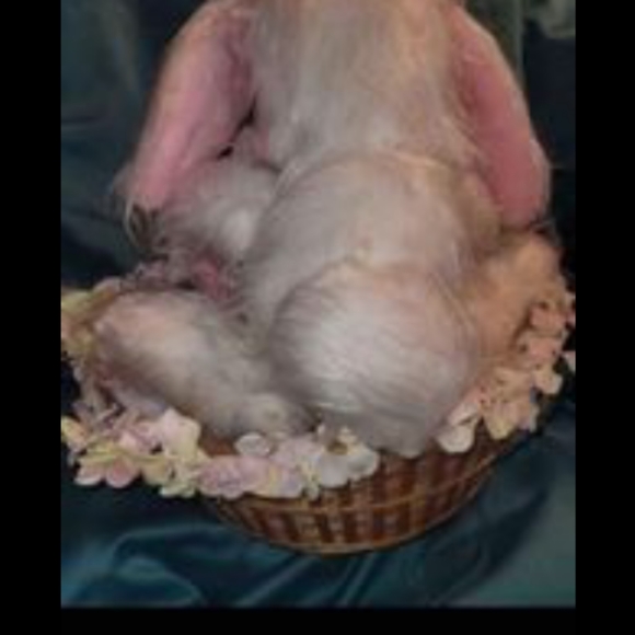 NURSERY, BABY SHOWER, SPRING ADORABLE ANNE GEDDES VINTAGE LG "BUNNY" BABY DOLL - Picture 8 of 10